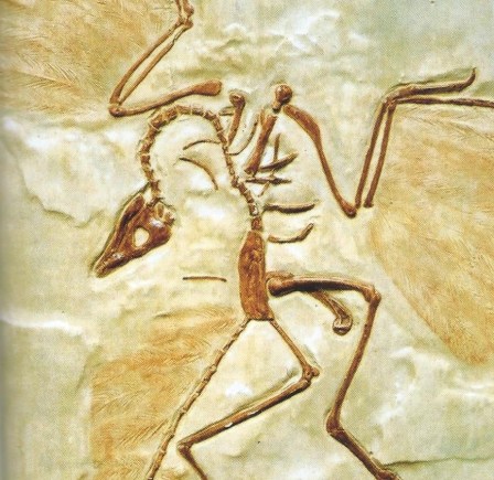 Archeopteryx, dinosaure oiseau du jurassique