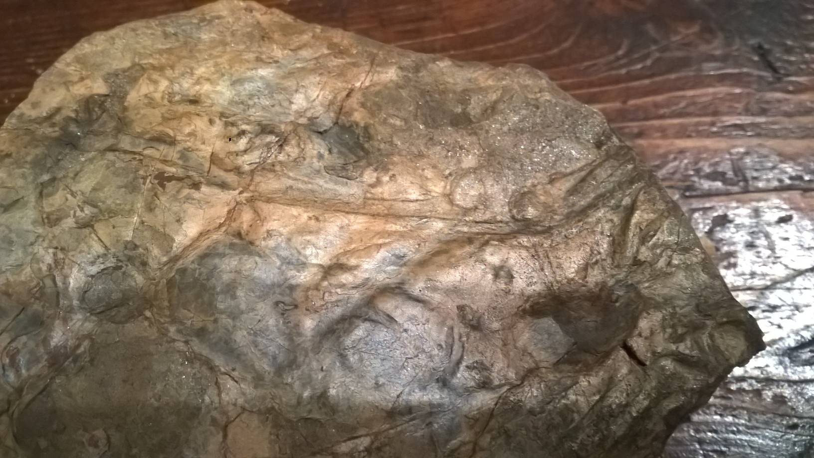 Fossile oiseau, dinosaure