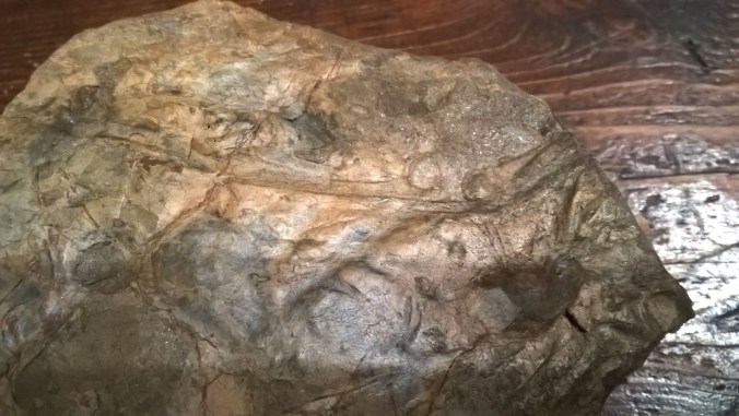 Fossile oiseau, dinosaure